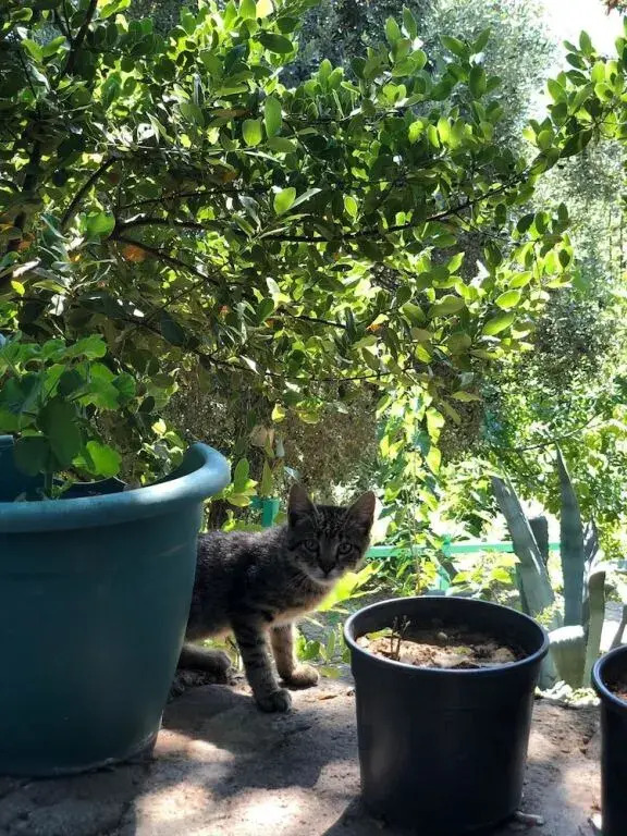 Зейтинликой: Yesil Vadi Apart Pansiyon