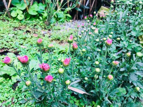Тайчжоу: Qiongtai Xiangu Lakeside Garden Homestay