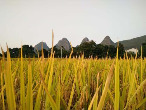 Синъи: Xingyi Wanfeng Lin Jianshan Guest House