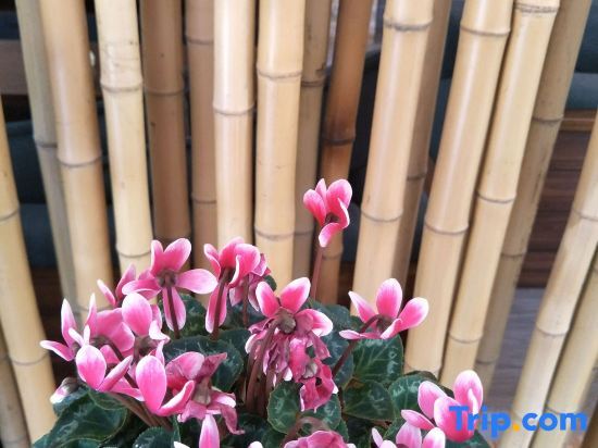 Хучжоу: Linzhongge Hostel