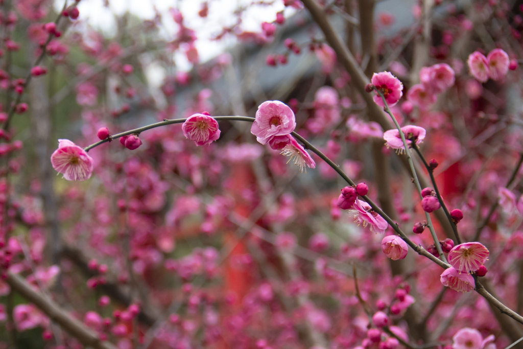 Ухань: Four Points by Sheraton Wuhan Jiangxia