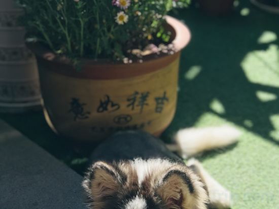 Лицзян: Yulin Lanshan Inn