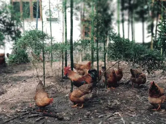 Ханчжоу: Tianyige Farmhouse