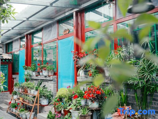 Пекин: Shao's Courtyard Hostel