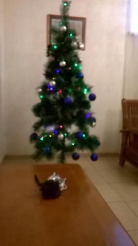 Красноярск: Guest house Comfort