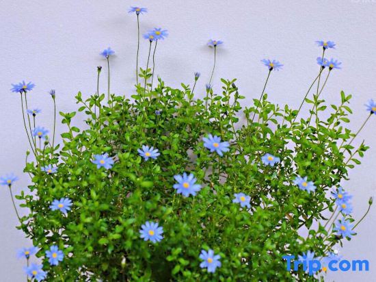 Тайчжоу: Rooftop Flower Stream Ink B&B