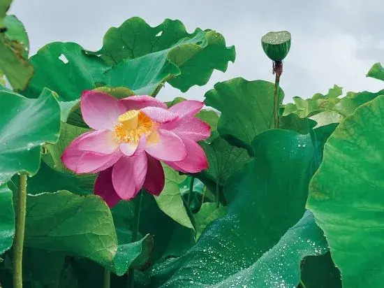 Пучжэхэй: Water Lotus Courtyard Inn (Puzhehei Scenic Area)