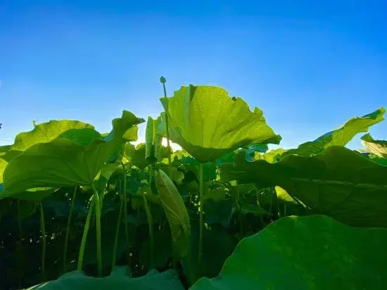 Пучжэхэй: Water Lotus Courtyard Inn (Puzhehei Scenic Area)