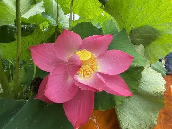 Пучжэхэй: Water Lotus Courtyard Inn (Puzhehei Scenic Area)