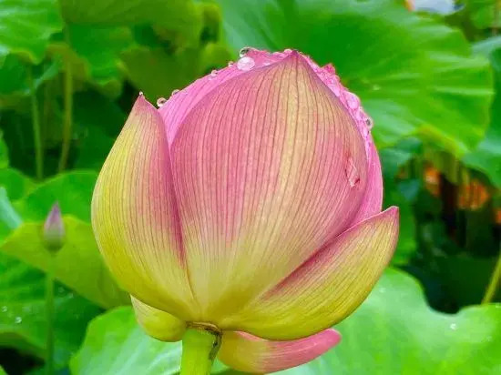Пучжэхэй: Water Lotus Courtyard Inn (Puzhehei Scenic Area)
