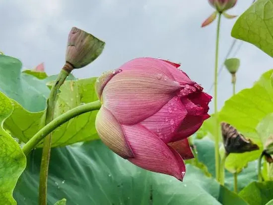 Пучжэхэй: Water Lotus Courtyard Inn (Puzhehei Scenic Area)