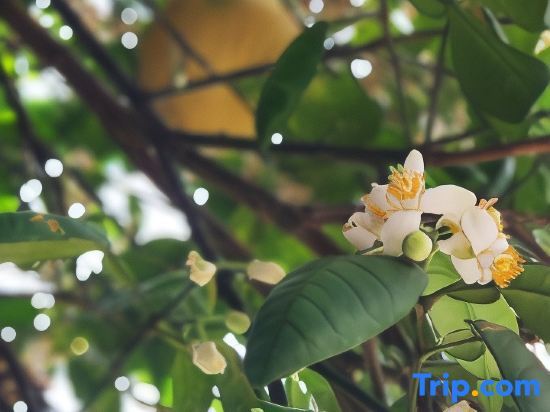 Бэйхай: Yihai Homestay (Weizhou Island Wucaitan Branch)