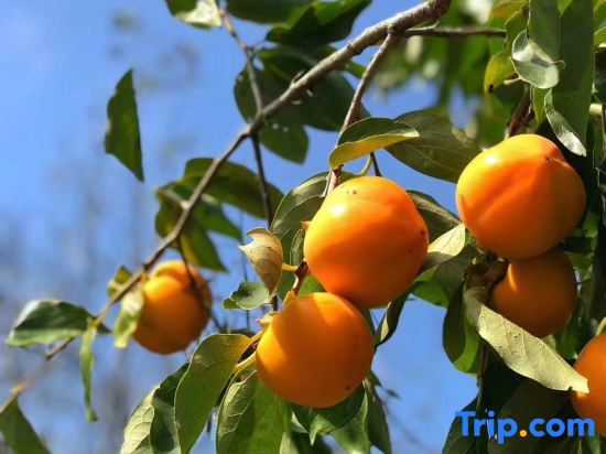 Сяньян: Liqun liuyuefeng Homestay
