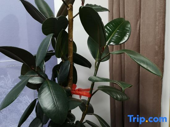 Муданьцзян: Xiaoxia Homestay