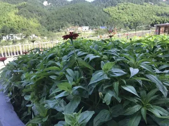 Аньцин: Tianzhu Mountain Huahai Hostel