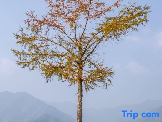 Ханчжоу: Hangzhou Linan Old Maple Tree Valley-view Hostel