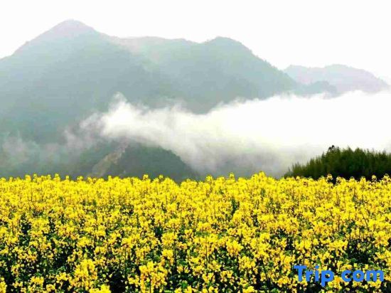 Ханчжоу: Hangzhou Linan Old Maple Tree Valley-view Hostel