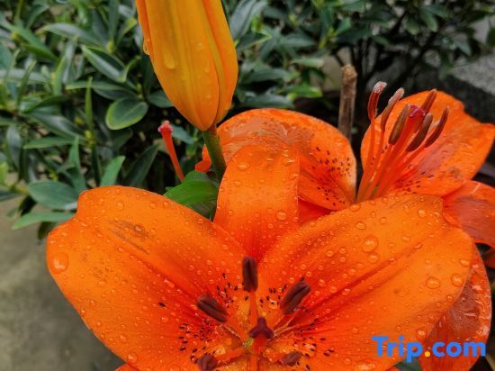 Хэнъян: Hengyang Qiyu Mountain Homestay (Nanyue Hengshan Scenic Spot Branch)