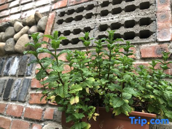 Хучжоу: Mogan Mountain Chase Mountain Homestay
