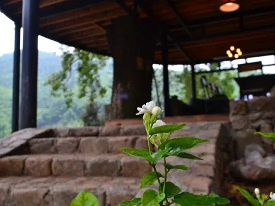 Ханчжоу: Tree House Guesthouse