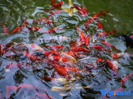 Хуаншань: Youtangu Holiday Hotel (Huangshan Huizhou)