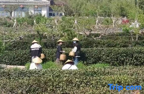 Ляньюньган: Yunlixiang Homestay