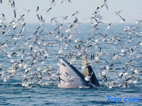 Бэйхай: Weizhou Island Xixia Haiyu Homestay (Nanwan Shiluokou Beach Scenic Area)