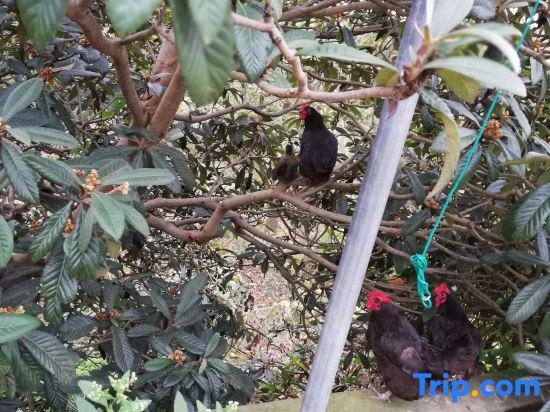 Хэнъян: Wangyue Mountain House Homestay (Nanyue Hengshan Scenic Area)
