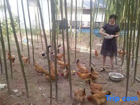 Ханчжоу: Hangzhou Longxugu Homestay