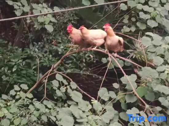 Ханчжоу: Hangzhou Longxugu Homestay