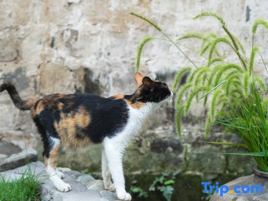 Хуаншань: Hongcun Daiqingfang Nanhub Huizhou Ancient Style Experience Homestay