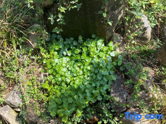 Тайчжоу: Fengmuyin Homestay (Taizhou Tiantai County Branch)