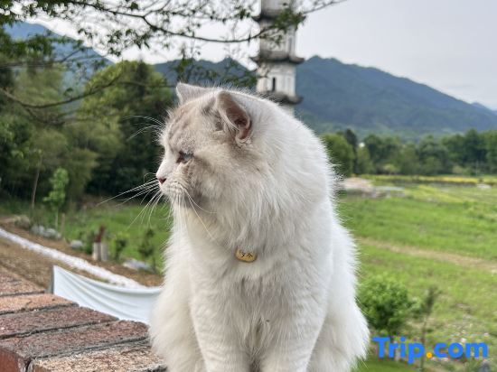 Хуаншань: Huangshan bushe Bishan Inn