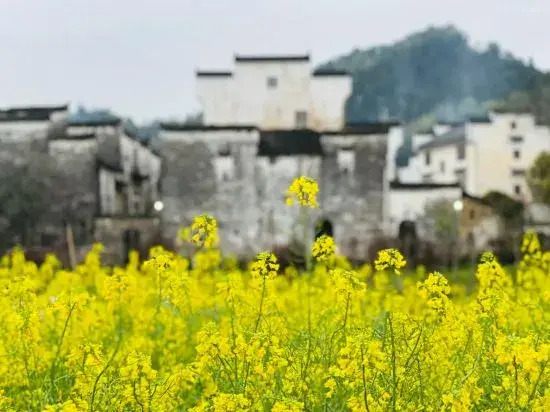 Шанграо: Wuyuan waiting for your homestay