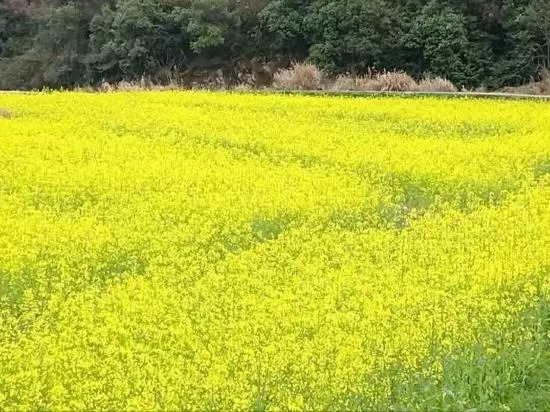 Шанграо: Wuyuan waiting for your homestay