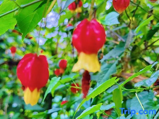 Хойчжоу: Nankun Mountain Mushepin No. 10 Wild She Tangquan Holiday Homestay (Forest Park)