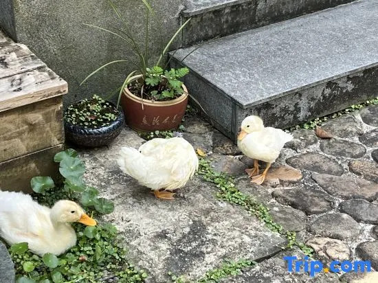 Лишуй: Lishui Jiangju Xiaoyin Homestay (Guyanhuaxiang Branch)
