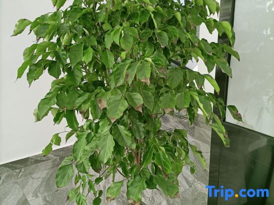 Хуаншань: Huan Yu Xiang Lin Homestay