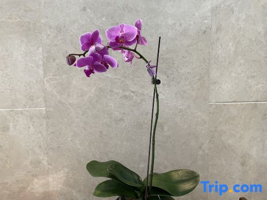 Нинбо: Delight Hotel Lotus Courtyard