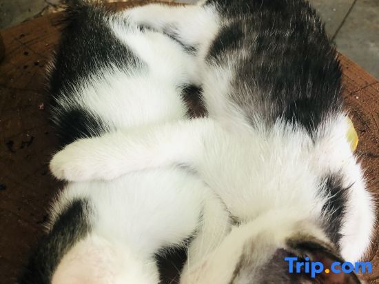 Бэйхай: Weizhou Island Yihua Yiye Garden Homestay