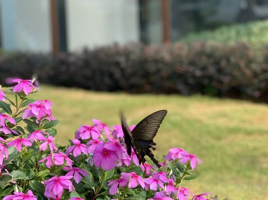 Яншо: Ramada Guilin Yangshuo Resort