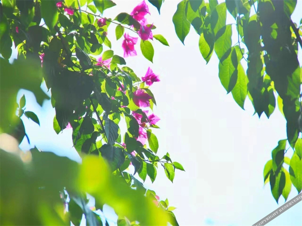 Хучжоу: Floral· Anji Banshan Boling Resort Hotel