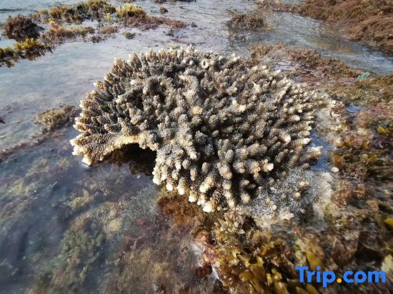 Бэйхай: Weizhou Island Summer Haiqing Homestay