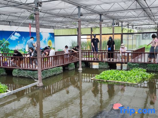 Шанхай: Pastoral Art Museum Art Homestay