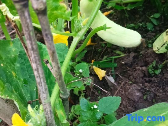 Ханчжоу: Zhexi Tianchi Xishui Homestay