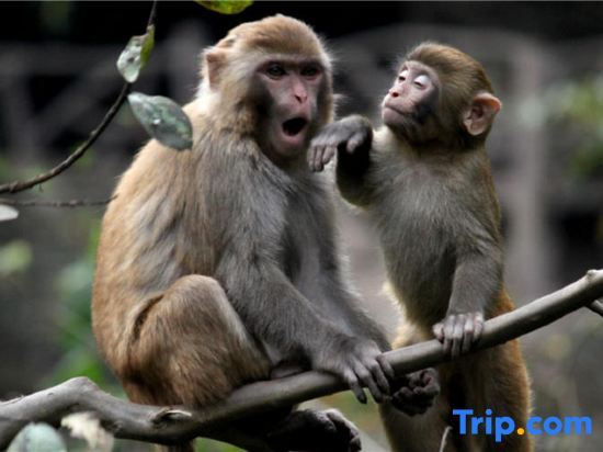 Чэньчжоу: Water Mist Homestay