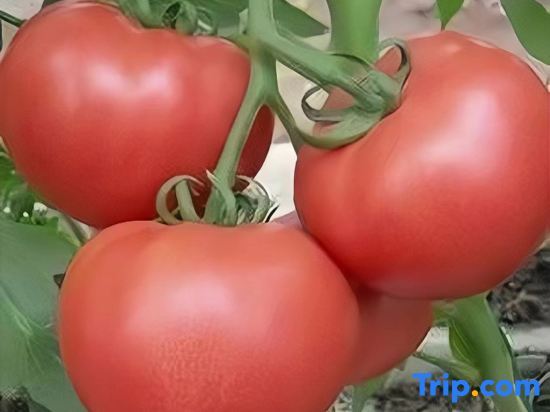 Яань: Bamu Putian Homestay