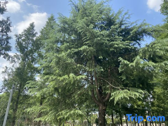 Шанхай: Xiaojiangnan Hotel