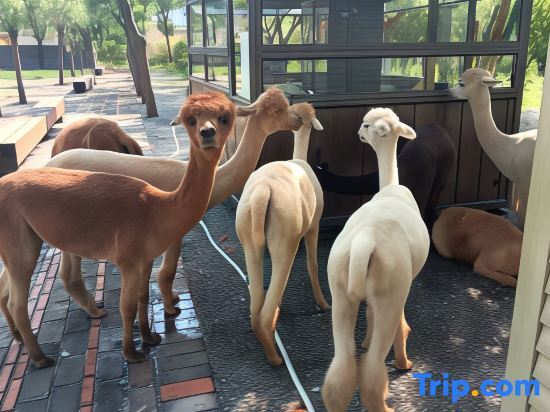 Шанхай: Shanghai Muxi Garden Homestay (Chongming Forest Park)