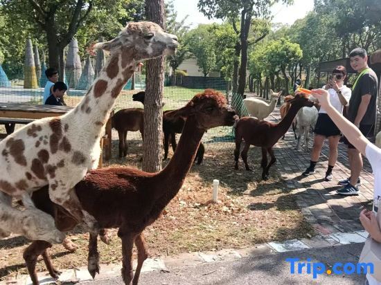 Шанхай: Shanghai Muxi Garden Homestay (Chongming Forest Park)